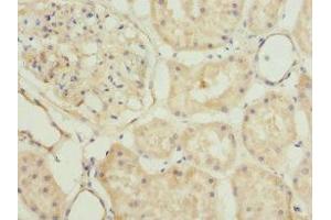 Immunohistochemistry of paraffin-embedded human kidney tissue using ABIN7163361 at dilution of 1:100 (PLSCR1 anticorps  (AA 1-318))