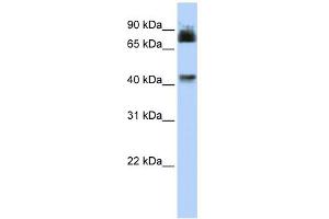 WB Suggested Anti-P2RX2 Antibody Titration:  0. (P2RX2 anticorps  (N-Term))