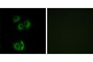 Peptide - +Immunofluorescence analysis of A549 cells, using CELSR3 antibody. (CELSR3 anticorps  (Internal Region))