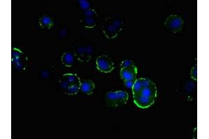 Immunofluorescent analysis of MCF-7 cells using ABIN7165329 at dilution of 1:100 and Alexa Fluor 488-congugated AffiniPure Goat Anti-Rabbit IgG(H+L) (TMEM166 anticorps  (AA 58-152))