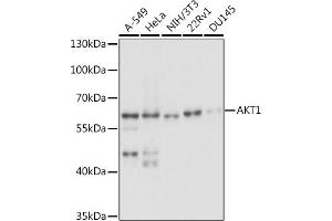 Western blot analysis of extracts of various cell lines, using  antibody (ABIN6127334, ABIN6136734, ABIN6136739 and ABIN6221182) at 1:1000 dilution. (AKT1 anticorps  (AA 1-150))