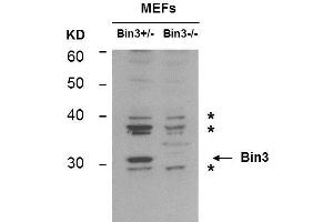 Western Blot of Mouse anti-BIN3 antibody. (BIN3 anticorps)