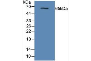 Detection of MUC1 in Mouse Pancreas Tissue using Polyclonal Antibody to Mucin 1 (MUC1)