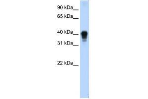 TIA1 antibody used at 0. (TIA1 anticorps  (C-Term))