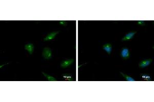 ICC/IF Image PAI2 antibody detects PAI2 protein at Golgi apparatus by immunofluorescent analysis.