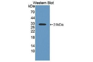 Western Blotting (WB) image for anti-Macrophage Stimulating 1 (Hepatocyte Growth Factor-Like) (MST1) (AA 489-716) antibody (ABIN1862945)