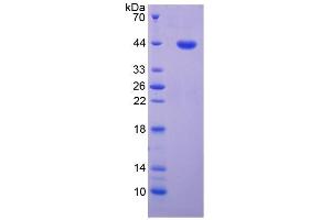 SDS-PAGE of Protein Standard from the Kit  (Highly purified E. (MAG Kit ELISA)