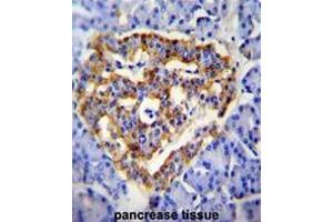 anti-CUB and Zona Pellucida-Like Domains 1 (CUZD1) (AA 586-614), (C-Term) antibody