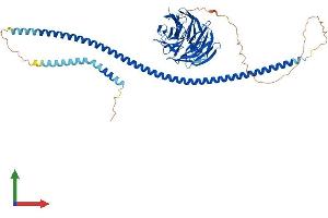 AlphaFold protein structure predicition of Mouse Recombinant Atg16l1 Protein, UniprotID Q8C0J2