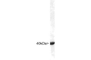 Blots of crude rat brain lysates blotted with ABIN1580409. (ALDOC anticorps  (C-Term))