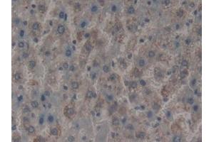 Detection of MFAP2 in Rat Liver Tissue using Polyclonal Antibody to Microfibrillar Associated Protein 2 (MFAP2)