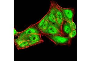 Immunocytochemistry (ICC) image for anti-RAN, Member RAS Oncogene Family (RAN) (AA 1-216) antibody (ABIN5876159) (RAN anticorps  (AA 1-216))