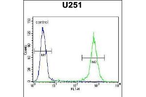 Flow cytometric analysis of U251 cells (right histogram) compared to a negative control cell (left histogram). (GGTLC2 anticorps  (AA 127-154))