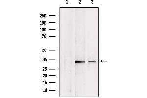Western blot analysis of extracts from various samples, using CHMP4B antibody. (CHMP4B anticorps  (N-Term))