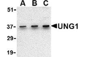 Western blot analysis of UNG1 in C2C12 cell lysate with this product at (A) 0. (UNG anticorps  (C-Term))