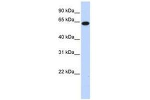 Image no. 1 for anti-Family with Sequence Similarity 189, Member B (FAM189B) (AA 143-192) antibody (ABIN6740398) (FAM189B anticorps  (AA 143-192))