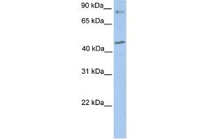 WB Suggested Anti-POLK Antibody Titration:  0. (POLK anticorps  (Middle Region))