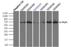 Image no. 1 for anti-Polo-Like Kinase 1 (PLK1) antibody (ABIN1500279) (PLK1 anticorps)