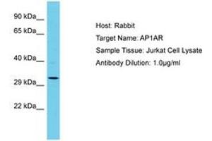 AP1AR Antikörper  (AA 202-251)