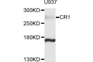 Western blot analysis of extracts of U-937 cells, using CR1 antibody (ABIN6003765) at 1/1000 dilution. (CD35 anticorps)