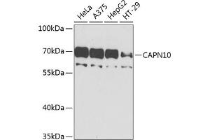 Western blot analysis of extracts of various cell lines, using C antibody (ABIN6127545, ABIN6137913, ABIN6137915 and ABIN6225199) at 1:1000 dilution. (CAPN10 anticorps  (AA 1-230))