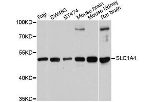 Western blot analysis of extracts of various cell lines, using SLC1A4 antibody. (SLC1A4 anticorps  (AA 140-220))