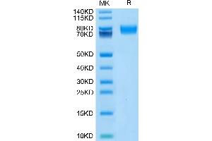 Biotinylated Human ALCAM/CD166 on Tris-Bis PAGE under reduced condition.