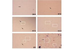 Immunochemical Staining using Goat Anti-Mouse IgM HRP.