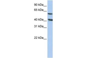 Western Blotting (WB) image for anti-5'-Nucleotidase, Cytosolic III (NT5C3) antibody (ABIN2460388) (NT5C3 anticorps)