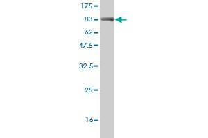 Western Blot detection against Immunogen (75.