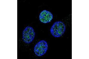 Immunofluorescence (IF) image for anti-Vitamin K-dependent protein C (PROC) antibody (ABIN2997388) (PROC anticorps)