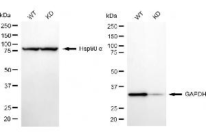 Western blotting analysis using GAPDH antibody (ABIN7798766). (Recombinant GAPDH anticorps)