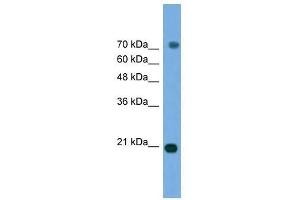 MAPK6 antibody used at 0. (MAPK6 anticorps  (Middle Region))