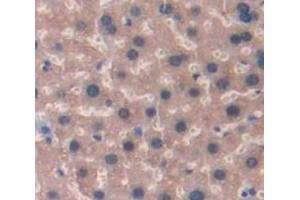 IHC-P analysis of Mouse Tissue, with DAB staining. (TXN anticorps  (AA 1-105))