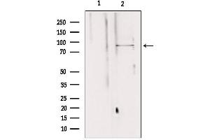 Western blot analysis of extracts from 293, using AGGF1 antibody. (AGGF1 anticorps  (Internal Region))