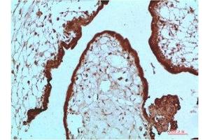 Immunohistochemical analysis of paraffin-embedded Human Placenta Tissue using HP-1 α Mouse mAb diluted at 1:200