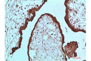 Immunohistochemical analysis of paraffin-embedded Human Placenta Tissue using HP-1 α Mouse mAb diluted at 1:200 (CBX5 anticorps)