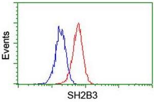 Image no. 2 for anti-SH2B Adaptor Protein 3 (SH2B3) antibody (ABIN1500910) (SH2B3 anticorps)