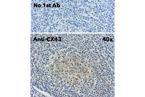 Immunohistochemistry (IHC) image for anti-Gap Junction Protein, alpha 1, 43kDa (GJA1) (C-Term) antibody (ABIN1440034) (Connexin 43/GJA1 anticorps  (C-Term))