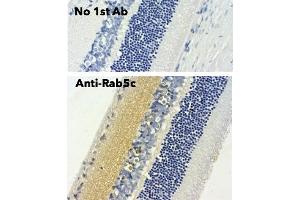 Immunohistochemistry (IHC) image for anti-RAB5C, Member RAS Oncogene Family (Rab5c) (C-Term) antibody (ABIN6254194) (Rab5c anticorps  (C-Term))