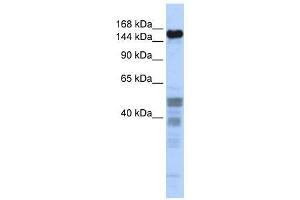 ZNF335 antibody used at 0.