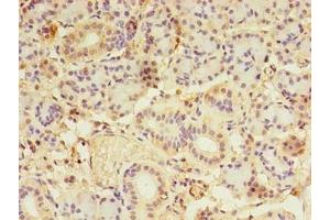 Immunohistochemistry of paraffin-embedded human pancreatic tissue using ABIN7158414 at dilution of 1:100 (LDAH/C2orf43 anticorps  (AA 1-325))