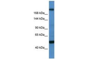 Image no. 1 for anti-Transcription Factor 20 (TCF20) (C-Term) antibody (ABIN6746157) (TCF20 anticorps  (C-Term))
