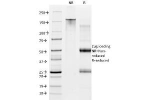 SDS-PAGE Analysis Purified CD28 Mouse Monoclonal Antibody (CB28). (CD28 anticorps  (PE))