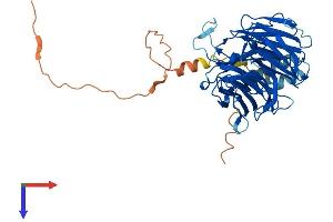 AlphaFold protein structure predicition of Mouse Recombinant Ddb2 Protein, UniprotID Q99J79