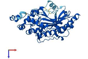 AlphaFold protein structure predicition of Human Recombinant CKM Protein, UniprotID P06732