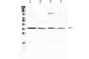 Western blot analysis of Annexin IV using anti- Annexin IV antibody .