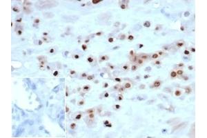 IHC analysis of formalin-fixed, paraffin-embedded human placenta.