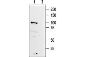 Western blot analysis of rat brain membranes: - 1.