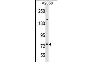 DNER Antibody (C-term) (ABIN1881267 and ABIN2838430) western blot analysis in  cell line lysates (35 μg/lane). (DNER anticorps  (C-Term))